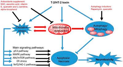Effects of dexmedetomidine on oxidative stress, programmed cell death, liver function, and expression of peripheral immune cells in patients with primary liver cancer undergoing hepatectomy